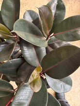 Load image into Gallery viewer, 8" Ficus elastica