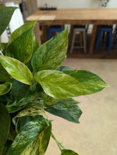 Load image into Gallery viewer, marble queen pothos hanging basket