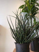 Load image into Gallery viewer, 8in fernwood snake plant