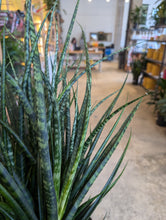 Load image into Gallery viewer, 8in fernwood snake plant