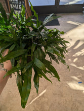 Load image into Gallery viewer, 8in kangaroo fern hanging basket