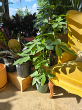 Load image into Gallery viewer, 8in money tree