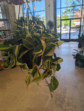 Load image into Gallery viewer, philodendron silver stripes