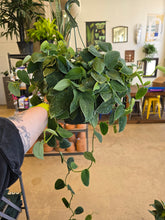 Load image into Gallery viewer, 8in satin pothos hanging basket