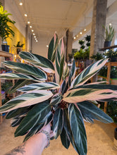 Load image into Gallery viewer, stromanthe triostar plant