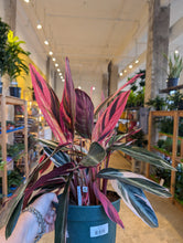 Load image into Gallery viewer, 8in stromanthe triostar plant