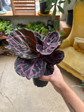 Load image into Gallery viewer, 4" Calathea Dottie