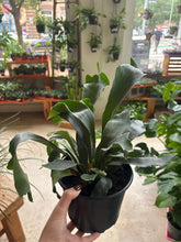Load image into Gallery viewer, 6" Staghorn Fern