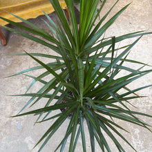 Load image into Gallery viewer, 8" Dracaena Marginata Asst.