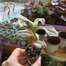 Load image into Gallery viewer, 2" Tradescantia (asst.)