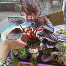 Load image into Gallery viewer, 2" Rex Begonia
