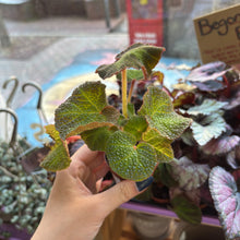 Load image into Gallery viewer, 2" Tradescantia (asst.)