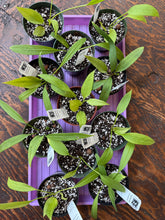 Load image into Gallery viewer, 4" Anthurium vittarifolium