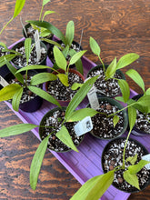 Load image into Gallery viewer, 4" Anthurium vittarifolium