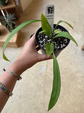 Load image into Gallery viewer, 4" Anthurium vittarifolium