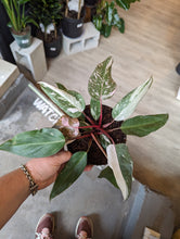 Load image into Gallery viewer, 6" Philodendron Pink Princess