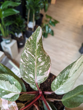 Load image into Gallery viewer, 6" Philodendron Pink Princess