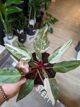 Load image into Gallery viewer, 6" Philodendron Pink Princess
