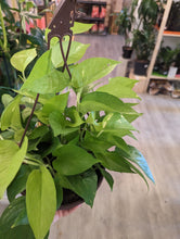 Load image into Gallery viewer, 8" Neon Pothos HB