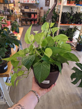 Load image into Gallery viewer, 8" Neon Pothos HB