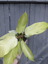 Load image into Gallery viewer, 4" Philodendron Snowdrift
