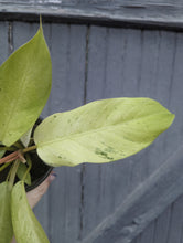 Load image into Gallery viewer, 4" Philodendron Snowdrift