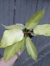 Load image into Gallery viewer, 4" Philodendron Snowdrift