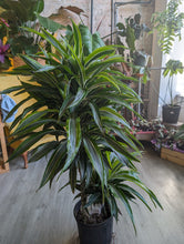 Load image into Gallery viewer, 10" Dracaena Warneckii