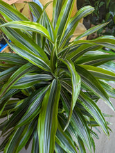 Load image into Gallery viewer, 10" Dracaena Warneckii