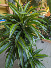 Load image into Gallery viewer, 10" Dracaena Warneckii