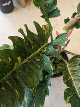 Load image into Gallery viewer, 10" Philodendron Ring of Fire