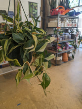 Load image into Gallery viewer, 8" Philodendron Silver Stripe HB