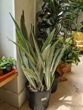Load image into Gallery viewer, 10" Sansevieria Sayuri
