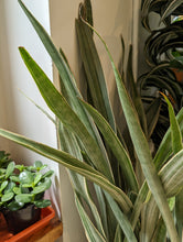 Load image into Gallery viewer, 10" Sansevieria Sayuri