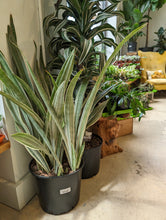 Load image into Gallery viewer, 10" Sansevieria Sayuri