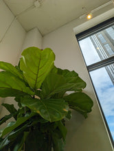 Load image into Gallery viewer, 14" Ficus Lyrata