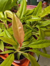 Load image into Gallery viewer, 4" Philodendron Golden Crocodile