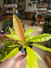 Load image into Gallery viewer, 4" Philodendron Golden Crocodile