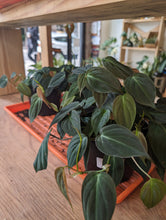 Load image into Gallery viewer, 6" Philodendron Micans