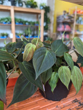 Load image into Gallery viewer, 6" Philodendron Micans
