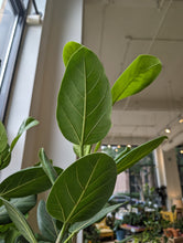 Load image into Gallery viewer, 10" Ficus Audrey