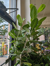 Load image into Gallery viewer, 10" Ficus Audrey