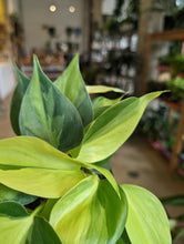 Load image into Gallery viewer, 4" Philodendron Brasil