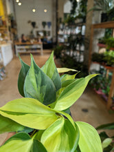 Load image into Gallery viewer, 4" Philodendron Brasil