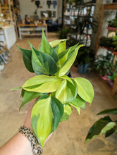 Load image into Gallery viewer, 4" Philodendron Brasil