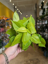 Load image into Gallery viewer, 4" Philodendron Lemon