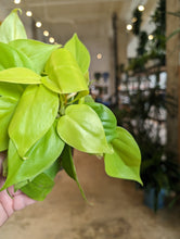 Load image into Gallery viewer, 4" Philodendron Lemon
