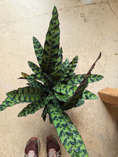 Load image into Gallery viewer, 8" Calathea Lancifolia