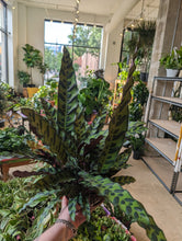 Load image into Gallery viewer, 8" Calathea Lancifolia