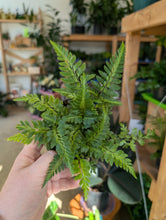 Load image into Gallery viewer, 4" Fern (asst.)
